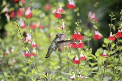 View of hummingbird on red flower