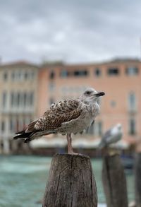 Waiting in venice