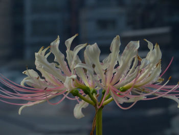 Close-up of flowering plant