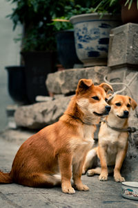 View of a dog looking away