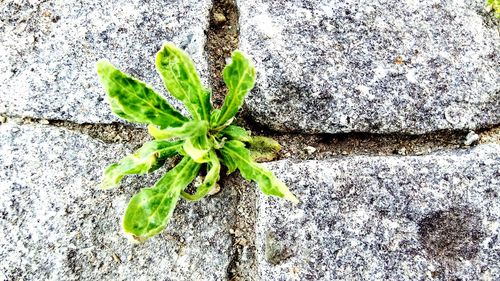 Close-up of plant