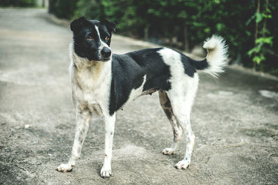 Close-up portrait of dog