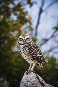 Close-up of owl perching on tree