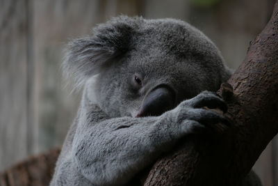 Close-up of a koala