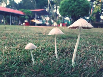 Close-up of mushroom growing on field