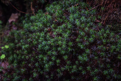 Full frame shot of trees growing on field