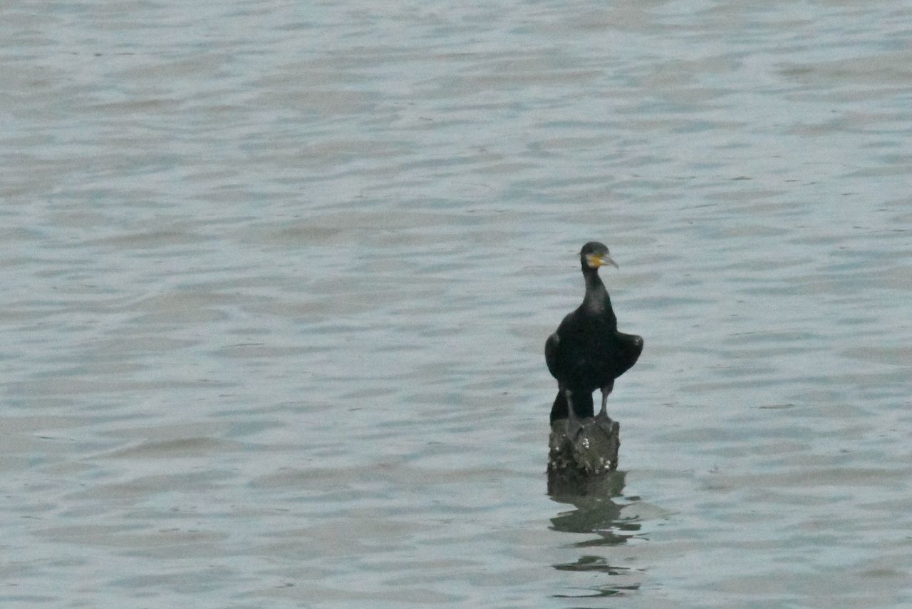 water, animal wildlife, animals in the wild, vertebrate, bird, animal, animal themes, one animal, waterfront, lake, no people, swimming, day, nature, rippled, outdoors, reflection, coot