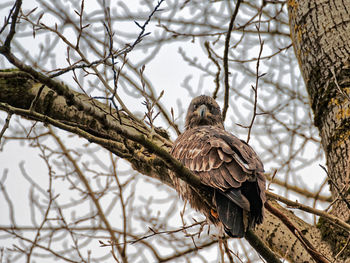 Low angle view of bird perching on tree against sky