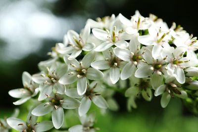 Close-up of white cherry blossoms