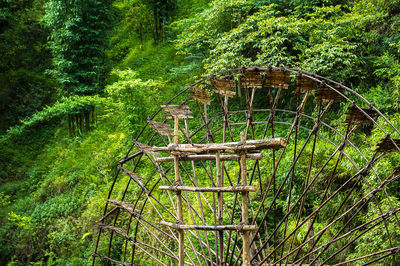 View of trees in forest