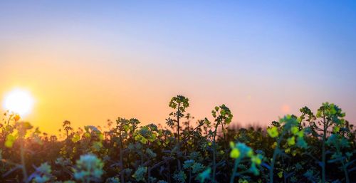 Close-up of flowers against sky at sunset