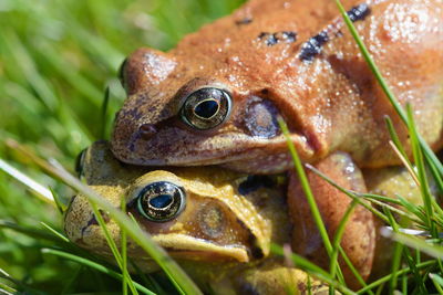 Mating frogs in grass.