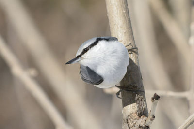 Close-up of bird perching on tree trunk