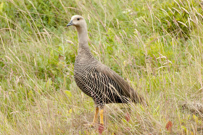 Bird standing in a field