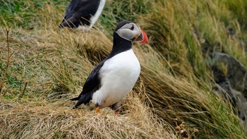 Close-up puffin