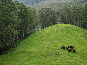 Elephant family grazing on field