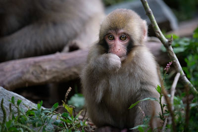 Portrait of monkey sitting outdoors