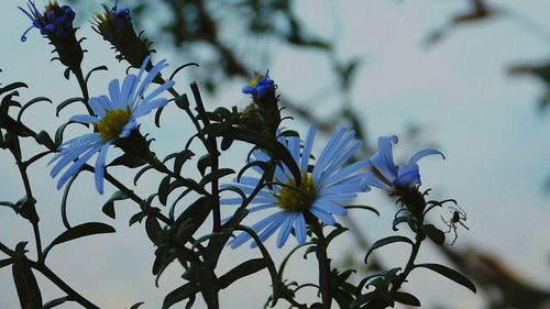 Low angle view of purple flowers blooming outdoors