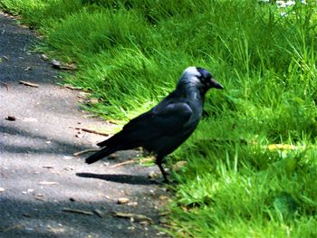 Black bird on a field