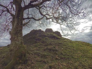 Bare trees on landscape