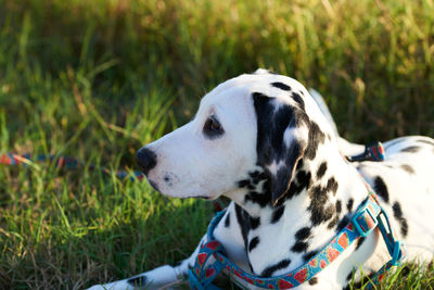 A beautiful dalmatian puppy with a nice facial expression.