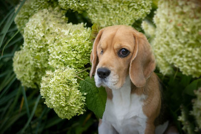 Close-up portrait of a dog