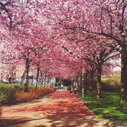 Trees in park against sky