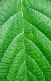 Full frame shot of green leaves