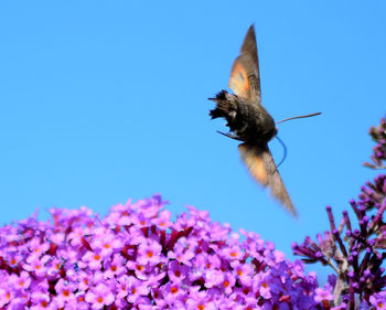 Low angle view of bee flying against blue sky