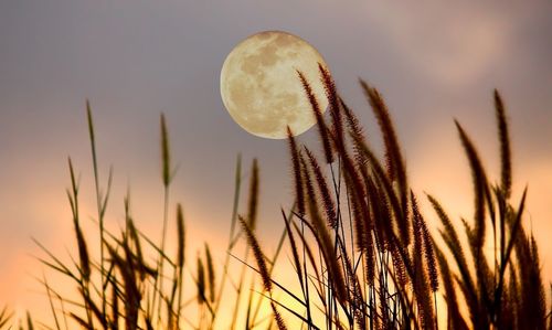 Close-up of plants against sky