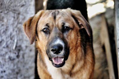 Close-up portrait of dog