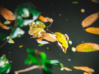 High angle view of leaves floating on water