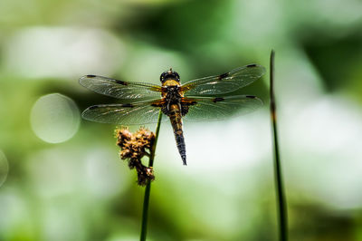 Close-up of insect on plant