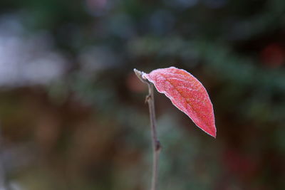 Close-up of water drops on leaf