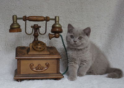 Cat sitting in a room