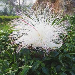 Close-up of flower