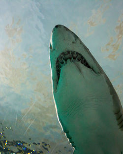 Close-up of fish in sea against sky