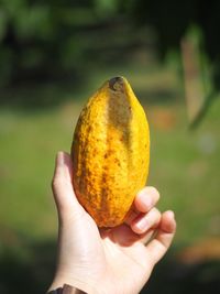 Close-up of hand holding orange fruit