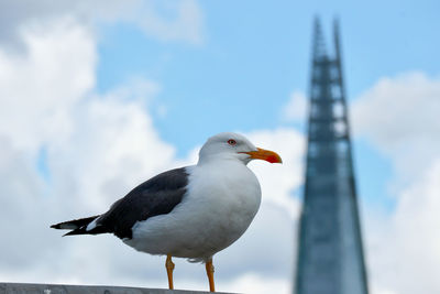 Low angle view of seagull perching on wall