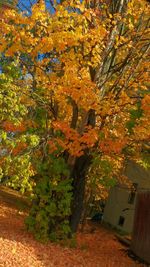 Trees in park