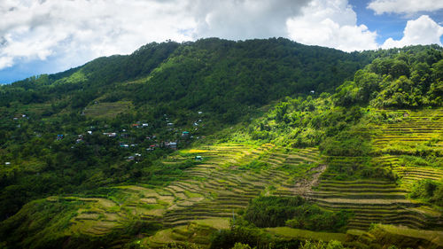 Scenic view of agricultural field against sky