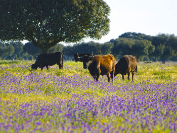 Cows grazing on field against sky