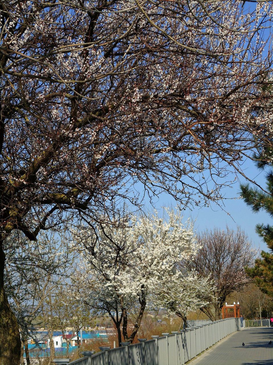 View of blooming trees against clear sky