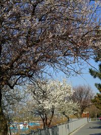 Low angle view of bare trees