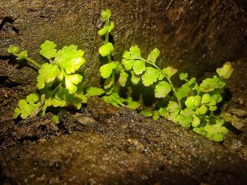 High angle view of plants growing on field