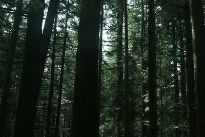 Low angle view of bamboo trees in forest