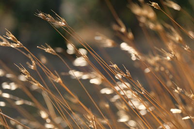 Close-up of wheat growing on field