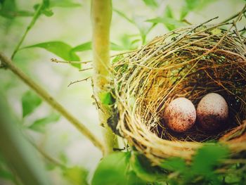 High angle view of bird nest