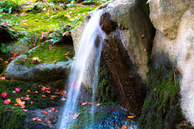 Close-up of waterfall in forest