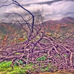 Bare tree on landscape